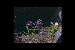 Image of Torrey's blue eyed Mary