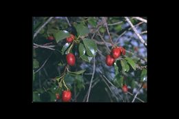 Image of hollyleaf cherry