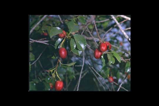 Image de Prunus ilicifolia (Nutt. ex Hook. & Arn.) D. Dietr.