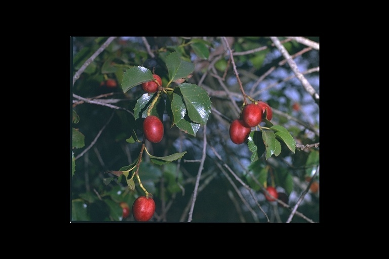 Image of hollyleaf cherry