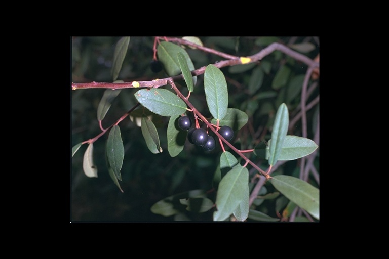 Image de Frangula californica (Eschsch.) A. Gray