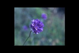 صورة Dichelostemma capitatum (Benth.) Alph. Wood