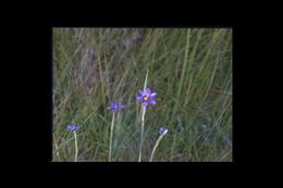 Image of Idaho blue-eyed grass