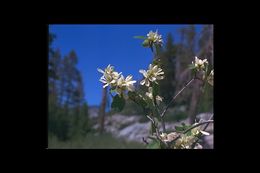 Image of Saskatoon serviceberry