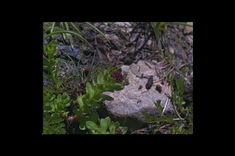 Image of ledge stonecrop
