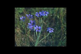 Image of western blue-eyed grass