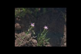 Image of red sandspurry