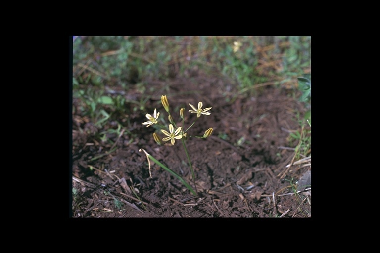 Sivun Triteleia ixioides (Dryand. ex W. T. Aiton) Greene kuva