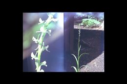 Image of Sierra bog orchid