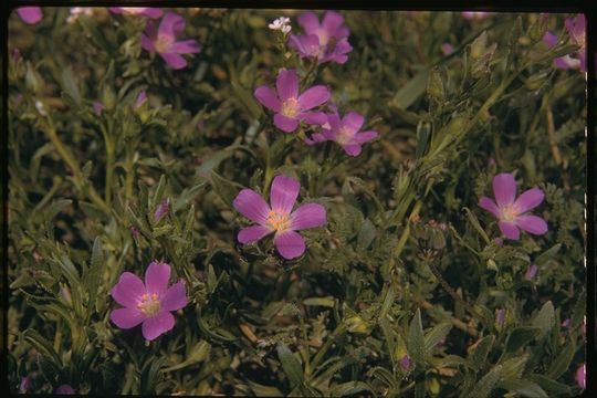 Image of fringed redmaids