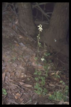 Imagem de Lithophragma heterophyllum (Hook. & Arn.) Torr. & Gray