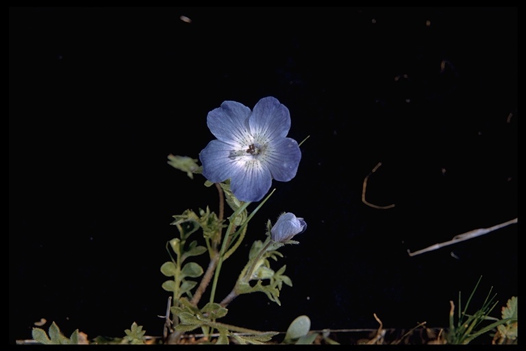 Image of baby blue eyes