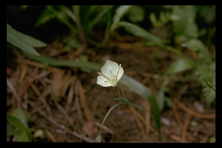 Calochortus nudus S. Watson的圖片