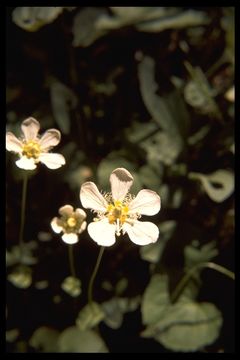 Image of fringed grass of Parnassus