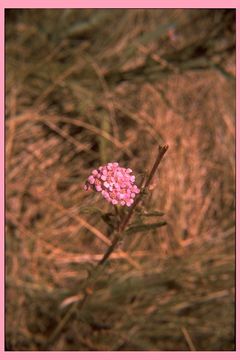 Image of yarrow, milfoil