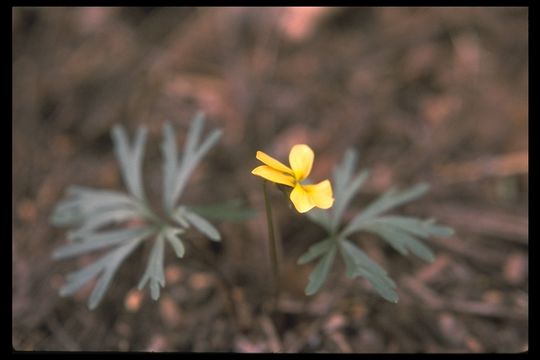 Image of Viola sheltonii Torr.