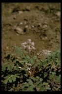 Imagem de Hydrophyllum occidentale (S. Wats.) A. Gray