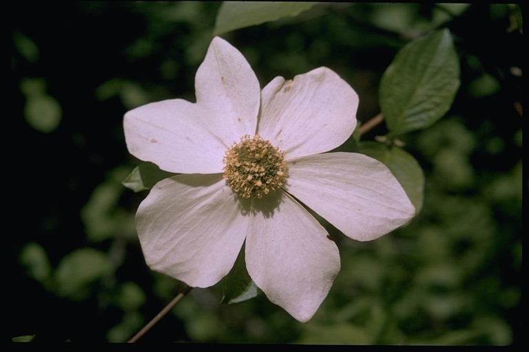 Image of Pacific dogwood