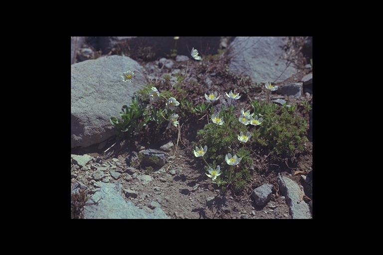 Anemone drummondii S. Wats. resmi