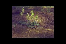 Image of whiteveined wintergreen