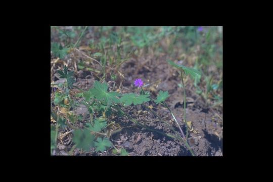 Imagem de Geranium molle L.