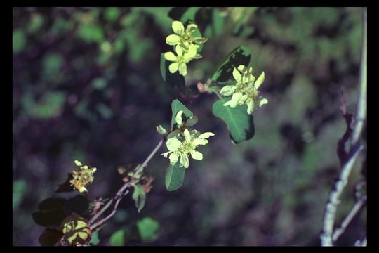 Image of pale serviceberry