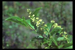 Sivun Prunus virginiana var. demissa (Nutt.) Torr. kuva