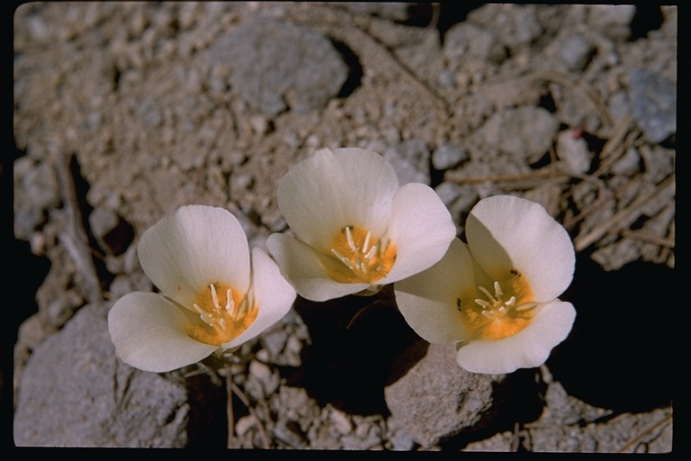 Calochortus leichtlinii Hook. fil. resmi