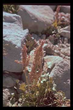 Image of alpine sheep sorrel