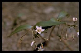 Image of lanceleaf springbeauty