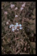 Image of Pearly Everlasting