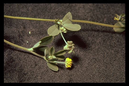 Image of black medick