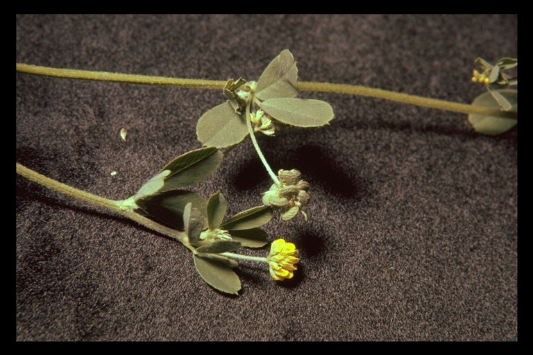 Image of black medick