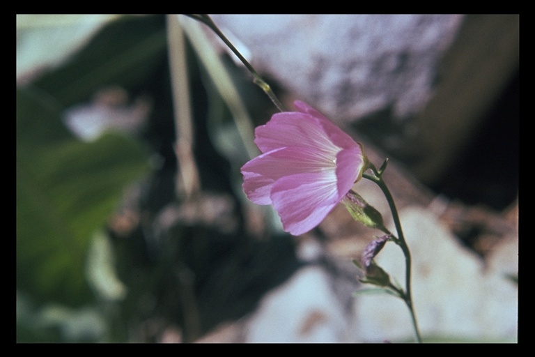 Image of Oregon checkerbloom