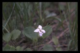 Sivun Viola macloskeyi F. E. Lloyd kuva