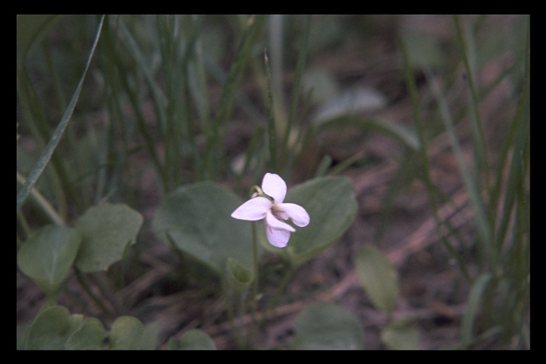 Image of small white violet