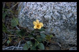 Image of goosefoot violet