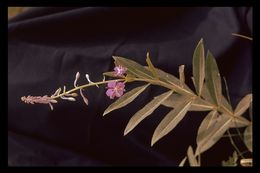 Image of <i>Chamerion <i>angustifolium</i></i> ssp. angustifolium