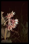 Image of showy milkweed