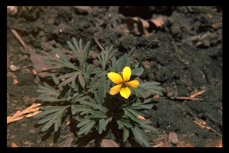 Viola sheltonii Torr.的圖片