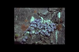 Image of forget-me-not