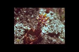 Imagem de Dudleya abramsii subsp. setchellii (Jeps.) Moran