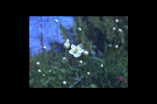 Image of Bog-stars