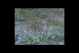 Image of Broadleaf Plantain