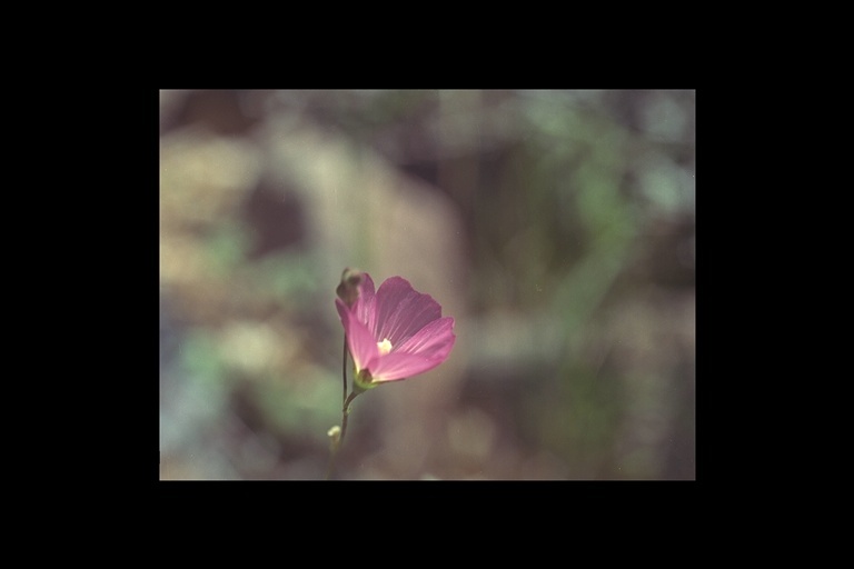 Image of checkerbloom