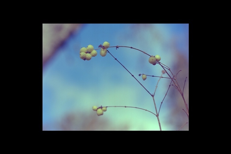 Image of common snowberry