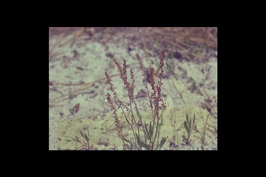 Image of common sheep sorrel