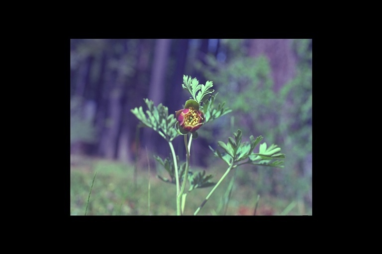 Image of Brown's peony