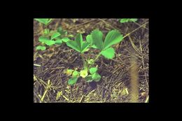 Image of woodland strawberry