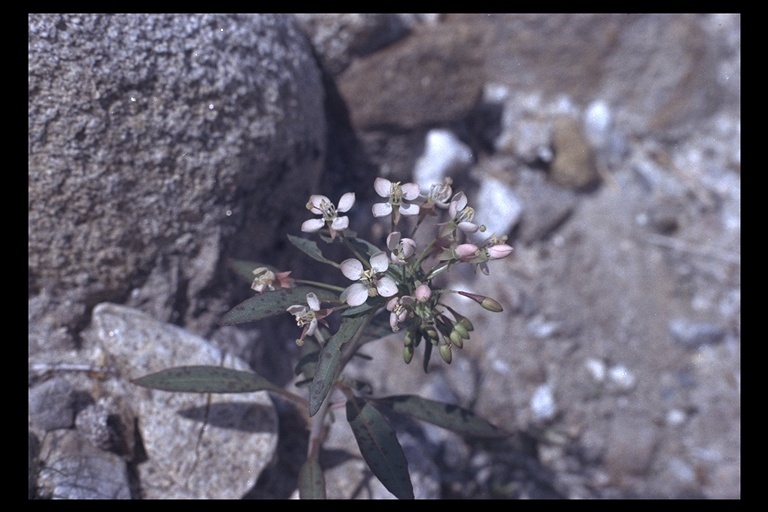 Eremothera boothii (Douglas) W. L. Wagner & Hoch的圖片